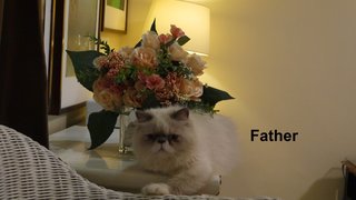 Persian Mix Kitten - Persian Cat