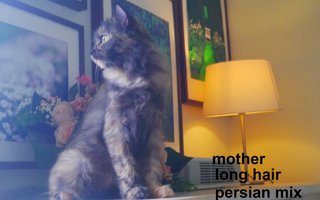 Persian Mix Kitten - Persian Cat