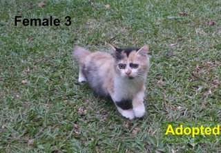 Persian Mix Kitten - Persian Cat