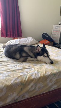 Owen  - Husky Dog