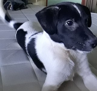 Spot - Mixed Breed Dog