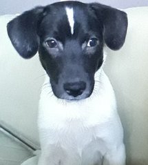 Spot - Mixed Breed Dog