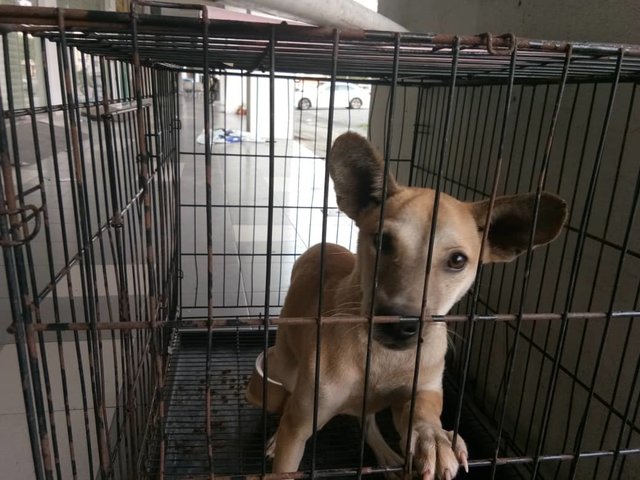 Alzena - Labrador Retriever Mix Dog