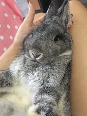 Cotton - Netherland Dwarf Rabbit