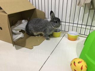 Cotton - Netherland Dwarf Rabbit