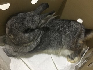 Cotton - Netherland Dwarf Rabbit