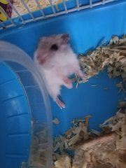 Hamster - Pearl White &amp; Winter White - Common Hamster Hamster