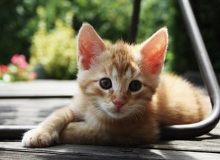 Bella - Tabby + Domestic Short Hair Cat