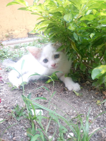 Boy, Zero And Shiro - Domestic Short Hair Cat