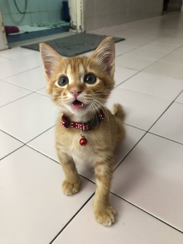 Ginger Bread - Domestic Medium Hair Cat