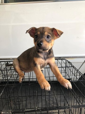 Bambi - Labrador Retriever + Terrier Dog