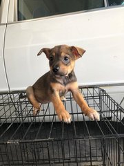 Bambi - Labrador Retriever + Terrier Dog