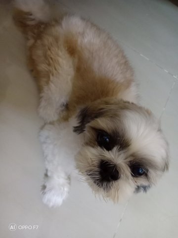 Rocky - Shih Tzu Dog