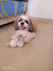 Rocky - Shih Tzu Dog