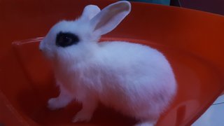 PF91875 - Lionhead Rabbit