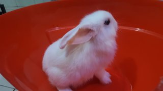 PF91875 - Lionhead Rabbit