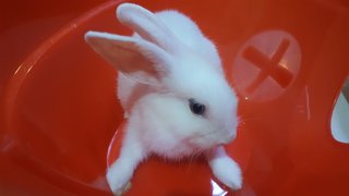 PF91875 - Lionhead Rabbit