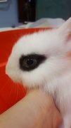 PF91875 - Lionhead Rabbit