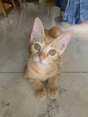 Mallow (Now Athena) - Domestic Short Hair + Bobtail Cat