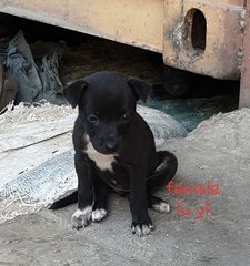 Luyi Plz See Video  - Mixed Breed Dog