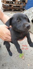 Pin Pin - Mixed Breed Dog