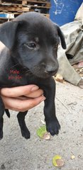 Pin Pin - Mixed Breed Dog