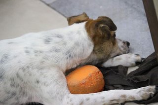 Diana  - Rat Terrier Mix - Rat Terrier Mix Dog