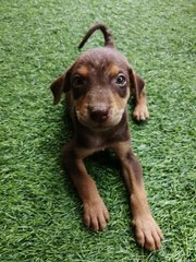 Puppies For Adoption  - Mixed Breed Dog