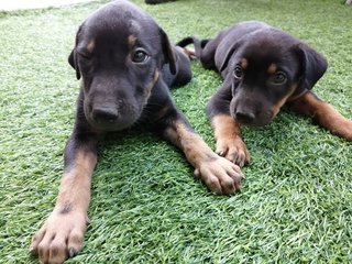 Puppies For Adoption  - Mixed Breed Dog