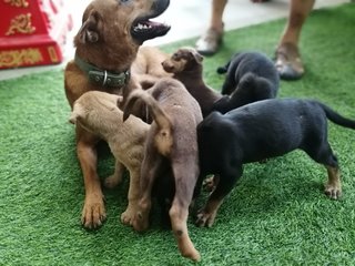 Puppies For Adoption  - Mixed Breed Dog