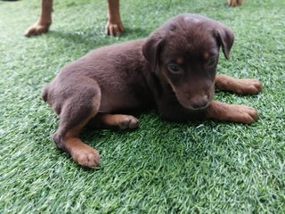 Puppies For Adoption  - Mixed Breed Dog