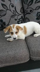 Calvin - Mixed Breed Dog