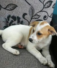 Calvin - Mixed Breed Dog