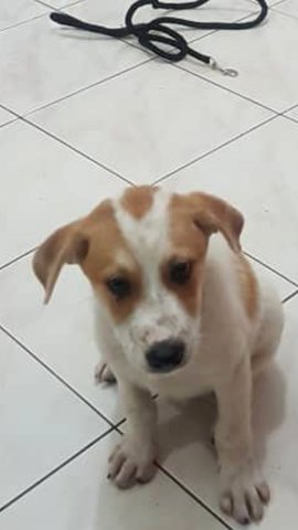 Calvin - Mixed Breed Dog