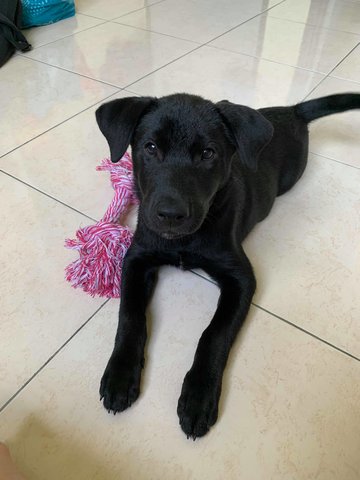 Hunter - Shiba Inu + Labrador Retriever Dog