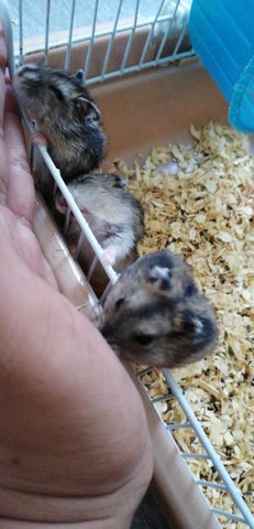 Wiwi - Short Dwarf Hamster Hamster