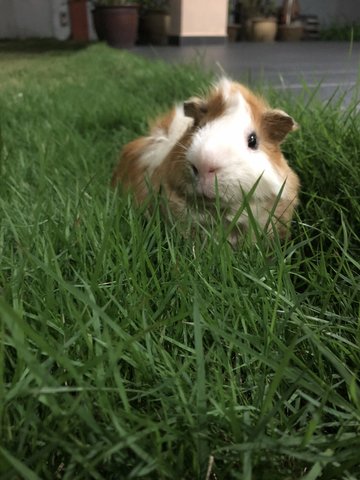 Mashi (Guinea Pig) - Guinea Pig Small & Furry