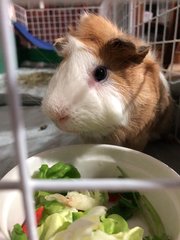 Mashi (Guinea Pig) - Guinea Pig Small & Furry