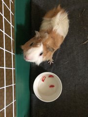 Mashi (Guinea Pig) - Guinea Pig Small & Furry