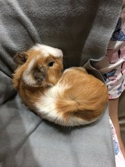 Mashi (Guinea Pig) - Guinea Pig Small & Furry