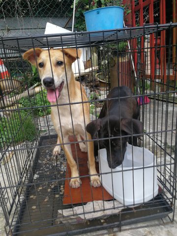 Brownie  - Rat Terrier Mix Dog