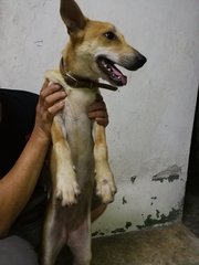 Brownie  - Rat Terrier Mix Dog