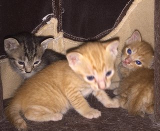 3 Little Kittens - Domestic Short Hair Cat