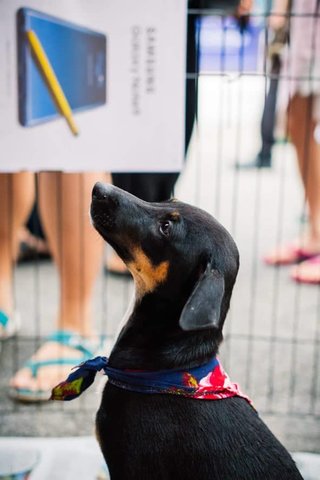 Smart, Lady, Playful - Mixed Breed Dog