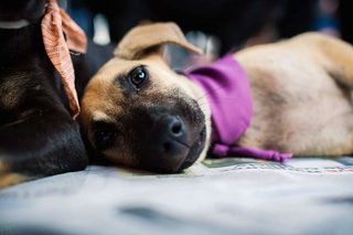 Playful loves playing though she has innocent eyes!