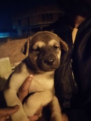 No Available Names - Mixed Breed Dog