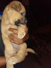 No Available Names - Mixed Breed Dog