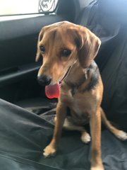 Vinci - Beagle Mix Dog