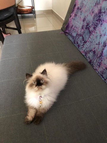 Muezza - Himalayan + Persian Cat