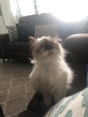 Muezza - Himalayan + Persian Cat